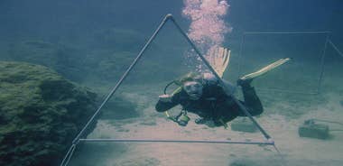 Local Guided Dives (for certified/licensed divers)