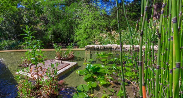 Hydrophytes of the Pampanini fountain in the Cagliari Botanical Garden. Sardinia, Italy