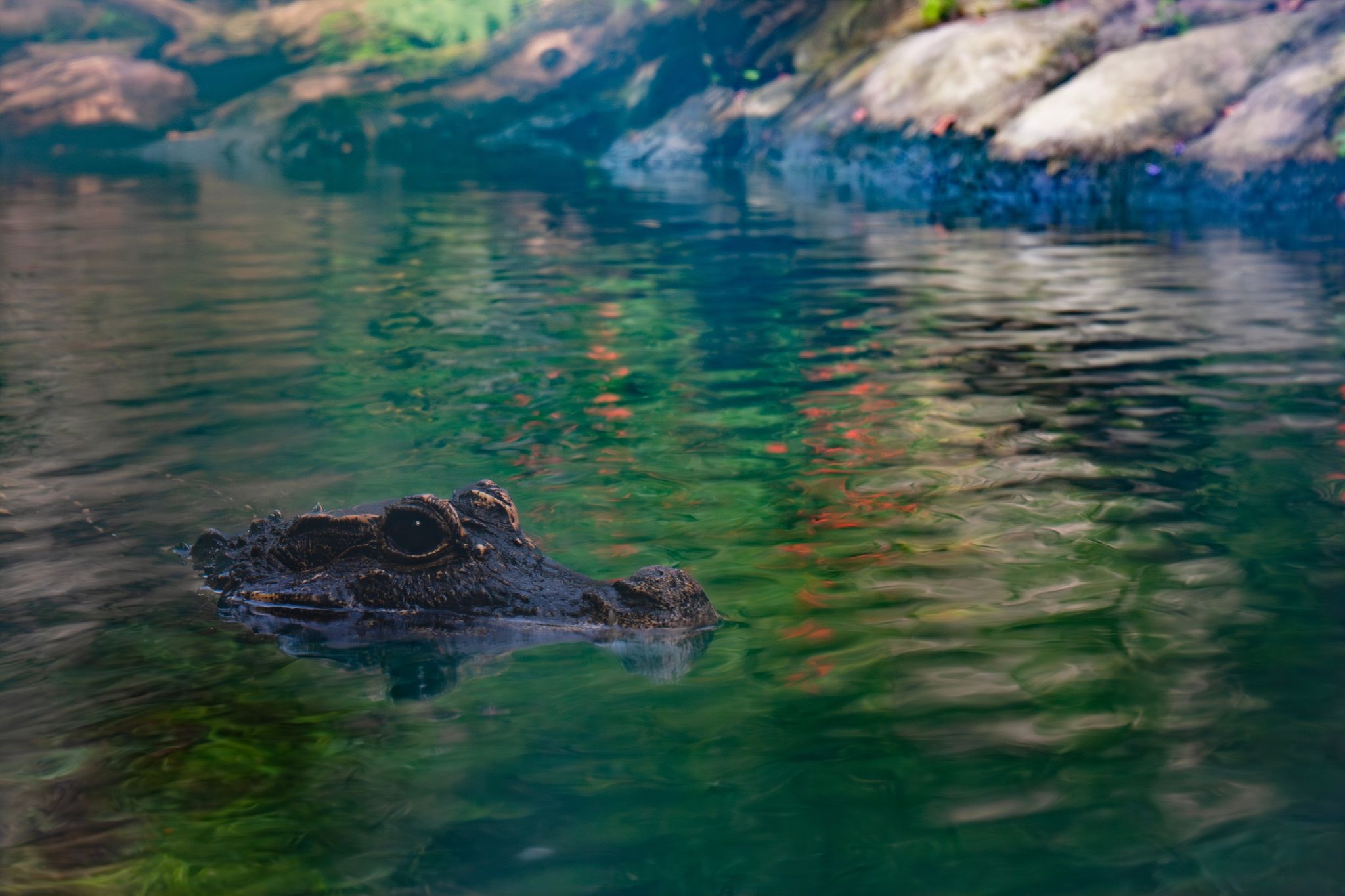 Photo of alligator crocodile lying the water, The Netherlands.
