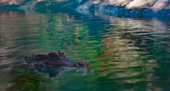 Photo of alligator crocodile lying the water, The Netherlands.