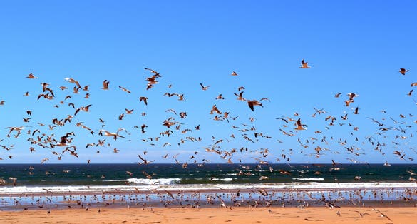 Photo of Countless seagulls at the Atlantic Ocean beach in Costa Da Caparica, Lisbon, Portugal.