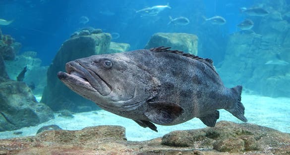 photo of the Grouper in Istanbul Sea Life in Istanbul Aquarium, Turkey.
