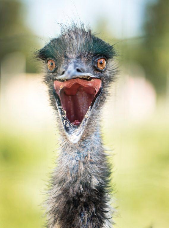 Kotieläinpuisto Arkadia, Simo, Kemi-Tornion seutukunta, Lapland, Mainland Finland, Finland