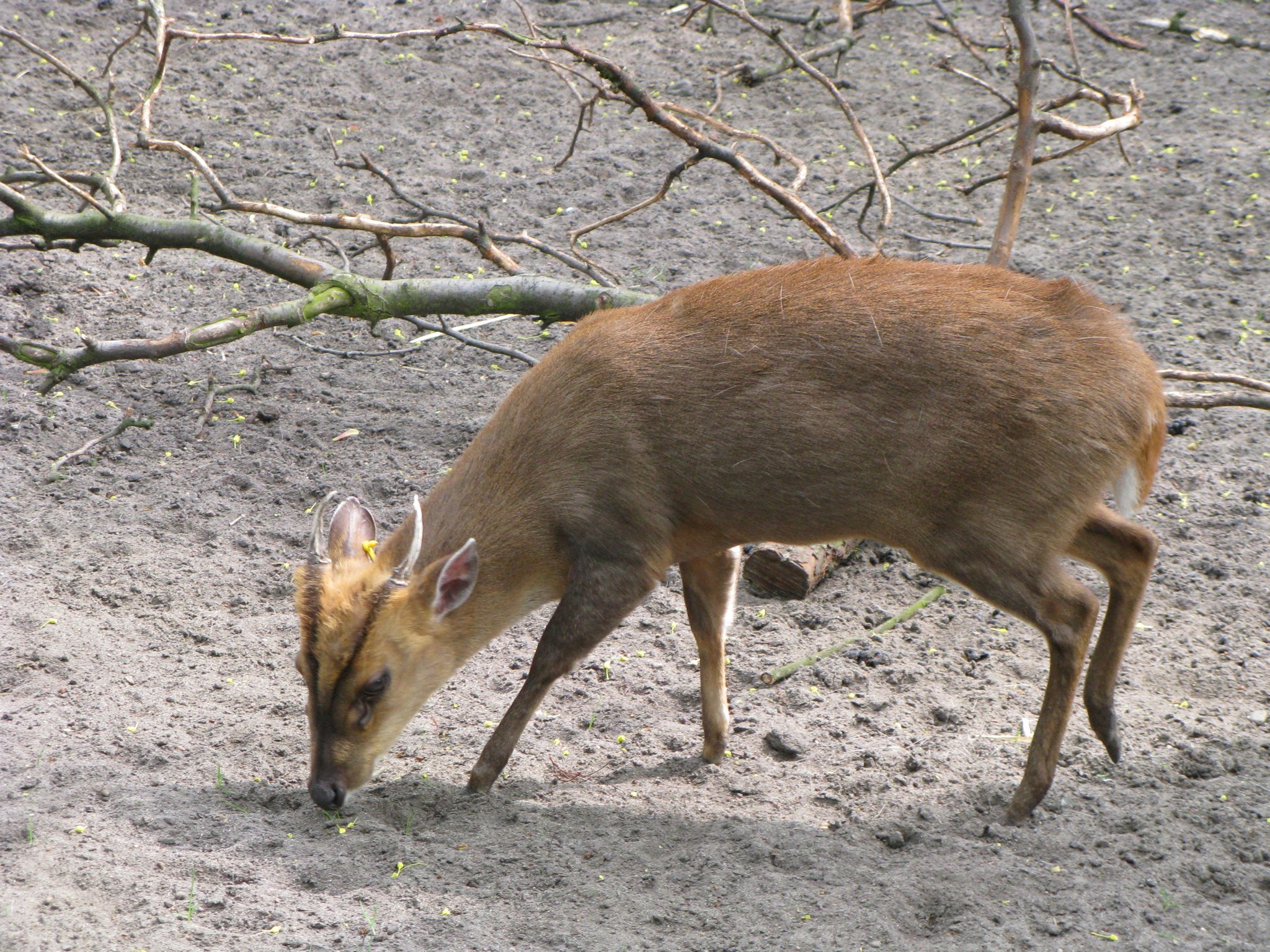 Muntiacus reevesi in Zoo-Botanical Garden in Toruń,Poland.