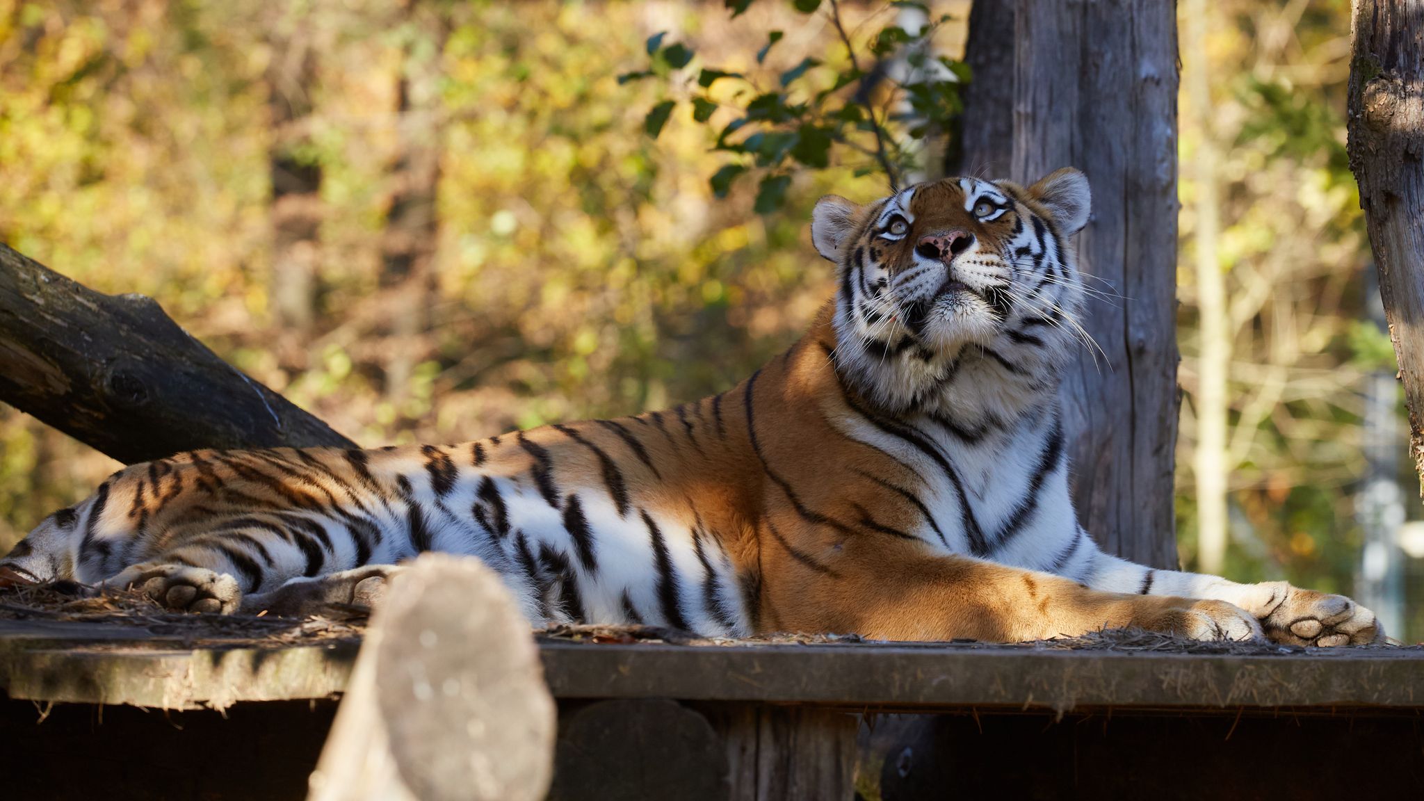 Siberian Tiger (Panthera tigris altaica) resting after lunch in ZOO Ljubljana, Slovenia