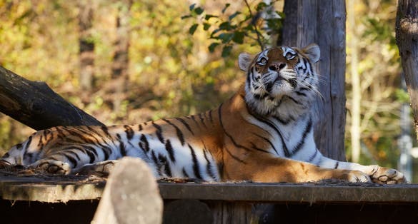 Siberian Tiger (Panthera tigris altaica) resting after lunch in ZOO Ljubljana, Slovenia