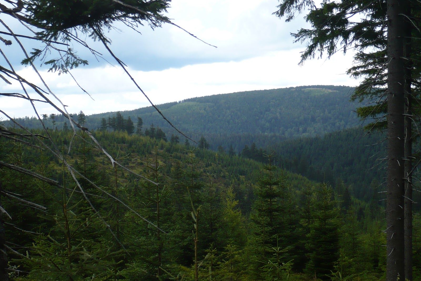 Rezerwat przyrody Puszcza Śnieżnej Białki, gmina Stronie Śląskie, Kłodzko County, Lower Silesian Voivodeship, Poland