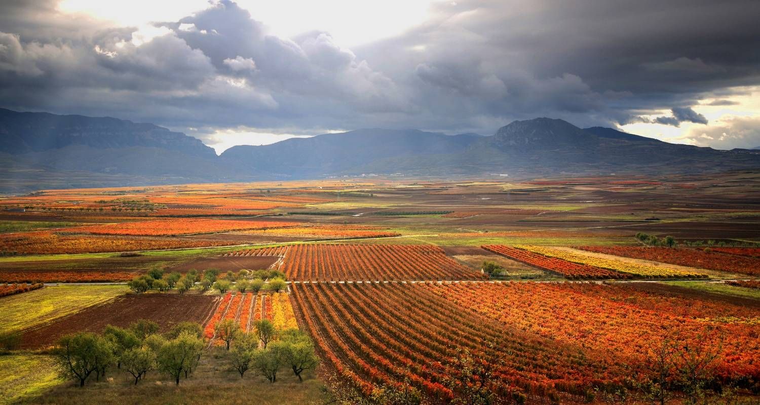 Vineyards of La Rioja Cycling