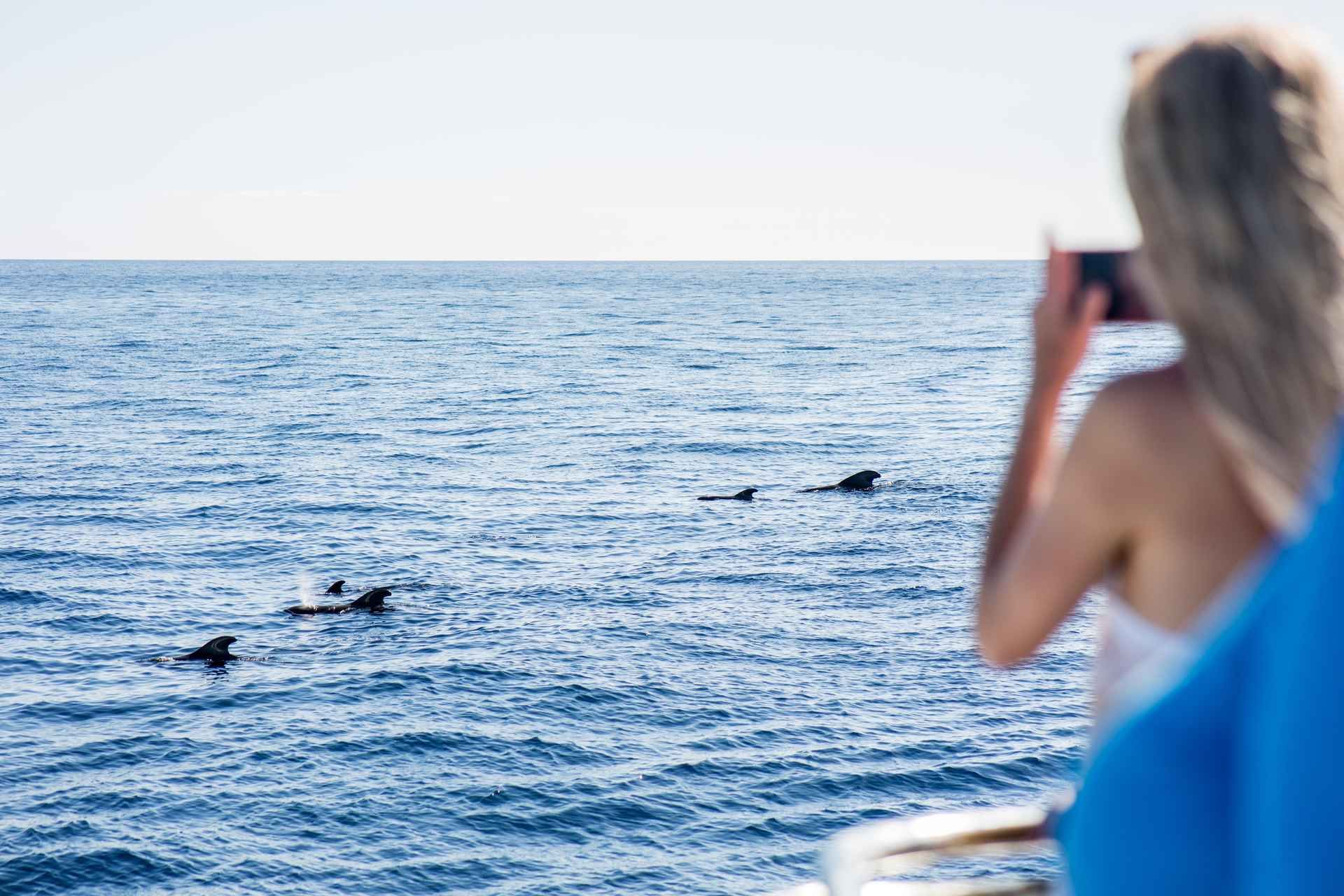 A woman on a boat takes a photo of dolphins swimming in the ocean on a bright, sunny day..jpg