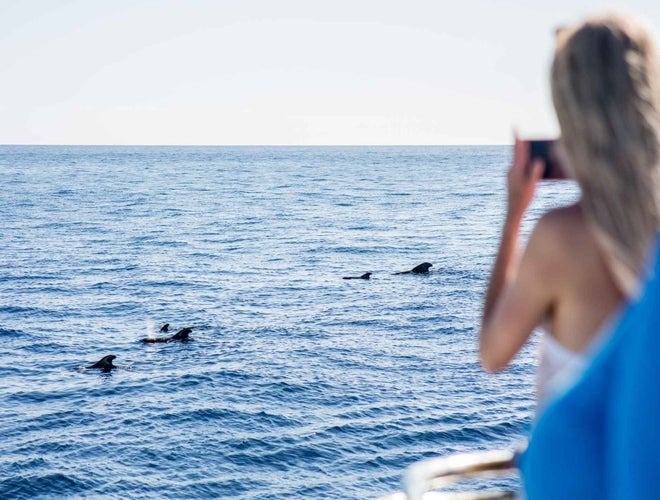 A woman on a boat takes a photo of dolphins swimming in the ocean on a bright, sunny day..jpg