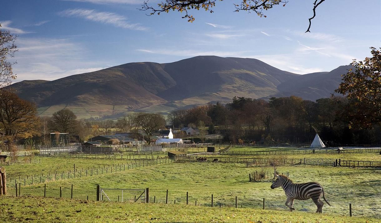 Photo of Lake District Wildlife Park, there's wide open parkland with stunning views and chance to meet over 100 species from Anaconda to Zebra, Mandrills and Meerkats to endangered species like Gibbons and Asian Fishing Cats, UK.