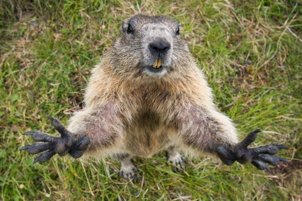 Murkšķu audzētava Jaunstuči, Alsungas novads, Courland, Latvia