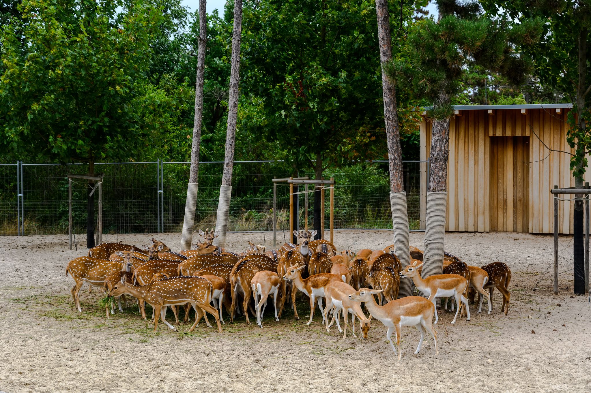Photo of Axis in the zoo in Veszprem, Hungary.