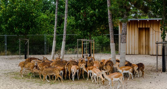 Photo of Axis in the zoo in Veszprem, Hungary.