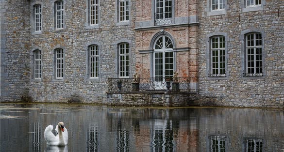 photo of view of White swan in front of Annevoie castle, Belgium.
