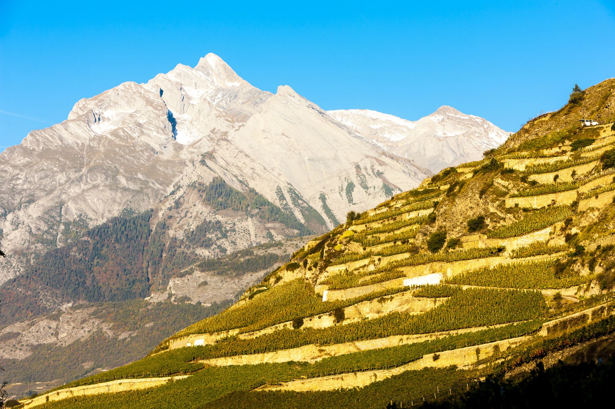 Photo of vineyards in Sion region, canton Valais, Switzerland.