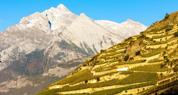 Photo of vineyards in Sion region, canton Valais, Switzerland.