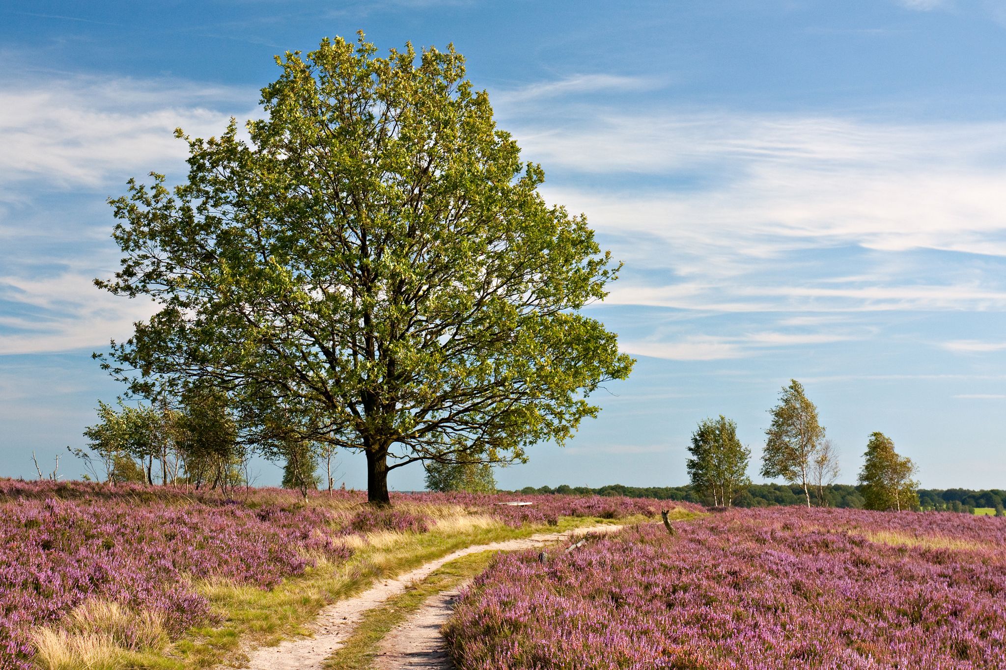 photo of view of Hiking trail through heathland with flowering common heather (Calluna vulgaris) in bloom and an oak in the Lueneburg Heath (Lüneburger Heide) in Lower Saxony, Germany