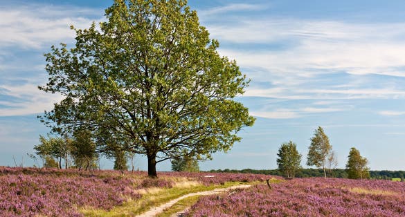 photo of view of Hiking trail through heathland with flowering common heather (Calluna vulgaris) in bloom and an oak in the Lueneburg Heath (Lüneburger Heide) in Lower Saxony, Germany