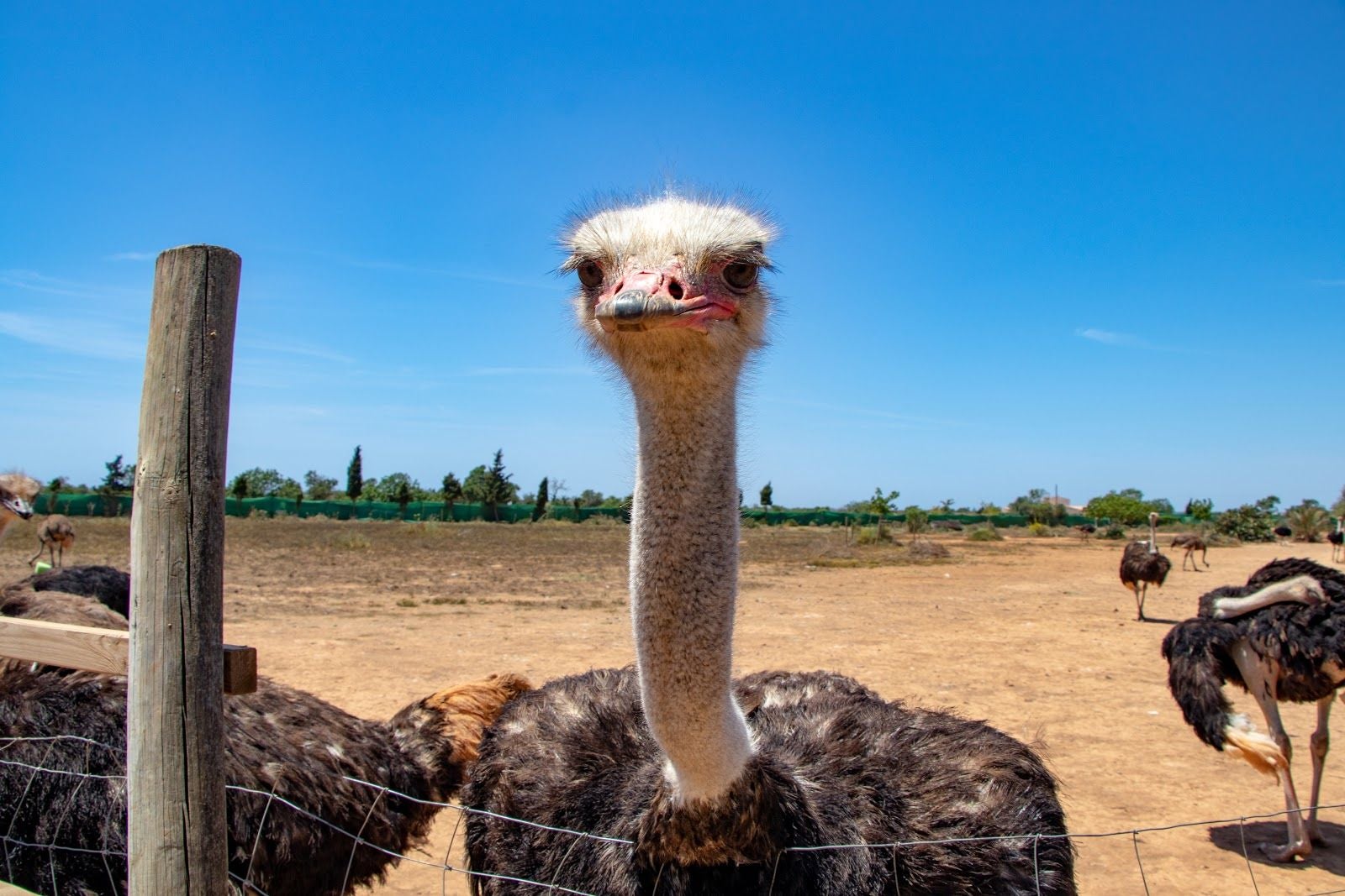 ARTESTRUZ, Campos, Migjorn, Balearic Islands, Spain