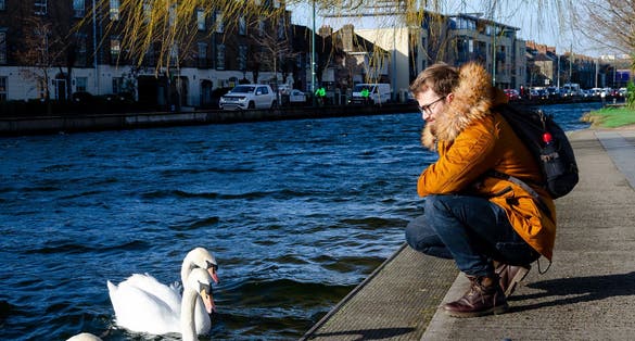 Young men playing with swans in a park in Dublin, Ireland.