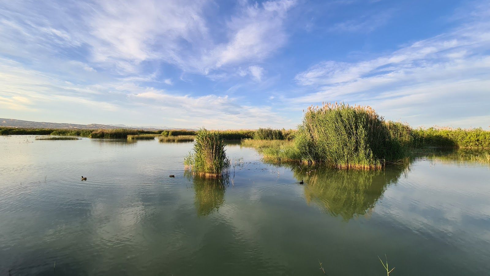 Parque Natural el Hondo, Crevillent, el Baix Vinalopó, Alacant / Alicante, Valencian Community, Spain