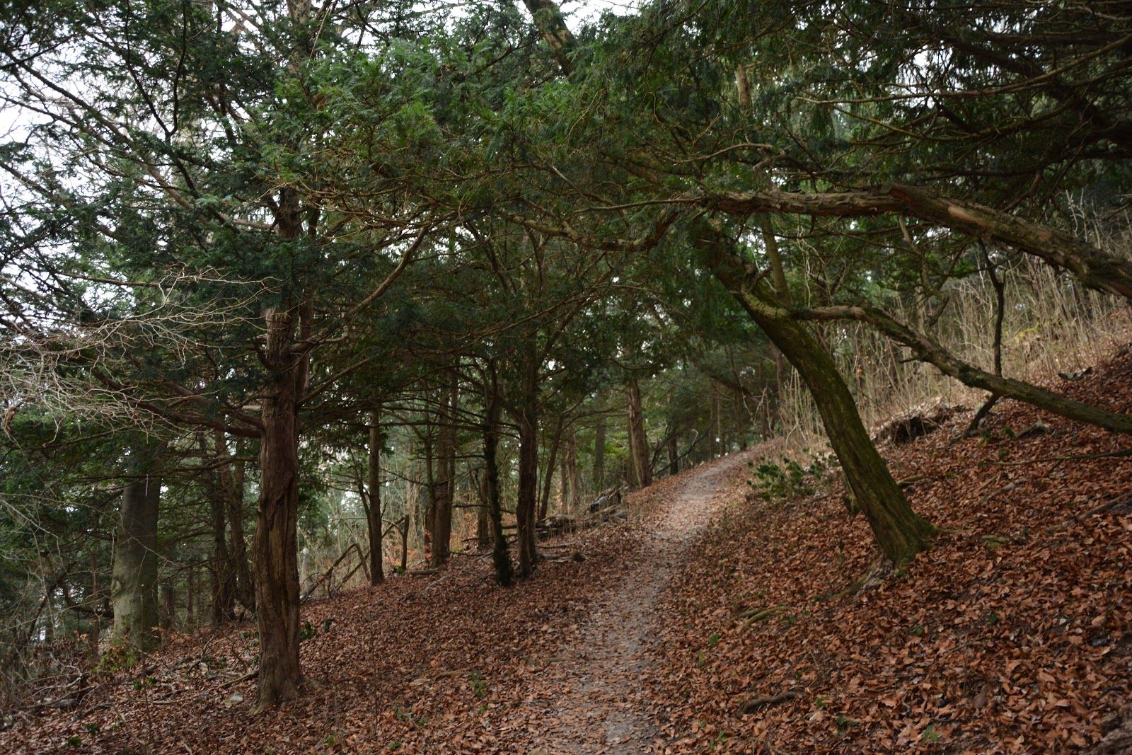 Szentgáli tiszafás, Szentgál, Veszprémi járás, Veszprém, Central Transdanubia, Transdanubia, Hungary