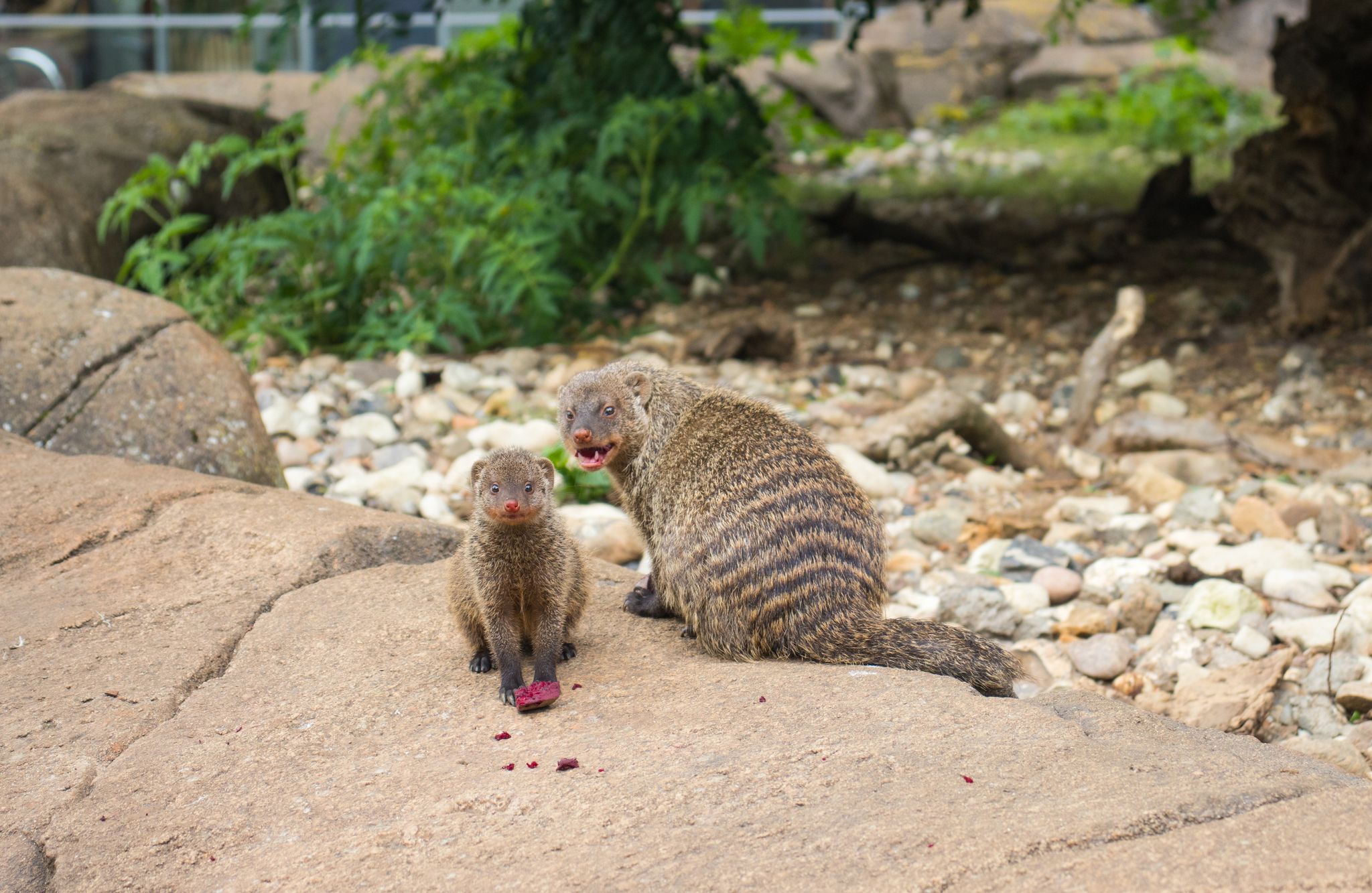 Photo of Family of dwarf mongooses in Odense Zoo, Denmark.