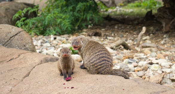 Photo of Family of dwarf mongooses in Odense Zoo, Denmark.