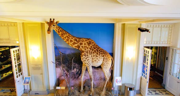 Photo of Amusing Installation As Giraffe Drinking Tea On Balcony Of Natural History Museum Of Helsinki, Finland.