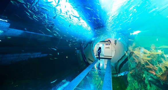 Photo of giant panoramic marine fish tank at Haus des Meeres zoo in Vienna, Austria.