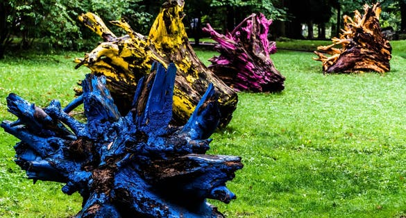 Photo of colorful tree roots in Dimitrie Ghica Park in Sinaia town, Prahova Valley, Romania.