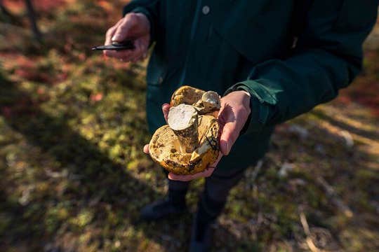 ワイルドベリー＆マッシュルームピッキングツアー