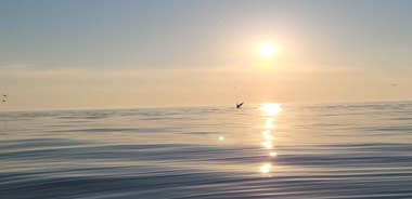 Honningsvåg: North Cape King Crab & Arctic Wildlife Safari