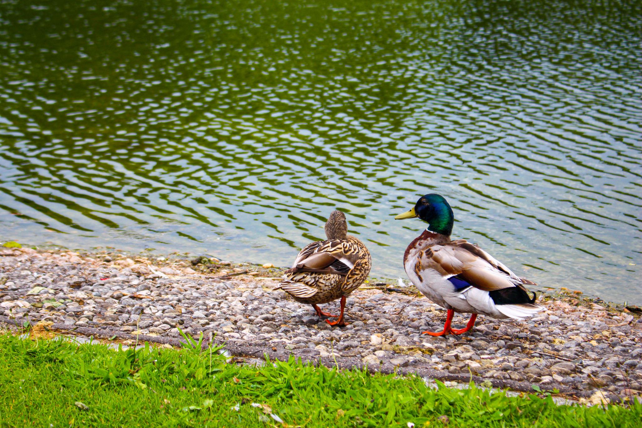 photo of view of Coloured Ducts around Ostpark lake in Munich - Germany,Munich germany.