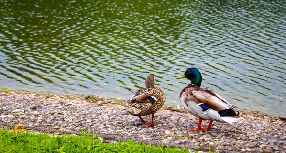 photo of view of Coloured Ducts around Ostpark lake in Munich - Germany,Munich germany.