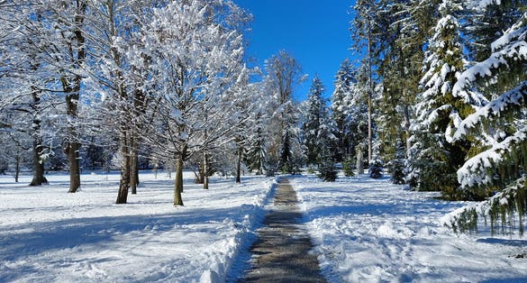 trees under white snow. Winter public park. Pavement. Sunny weather. Maribor. Slovenia
