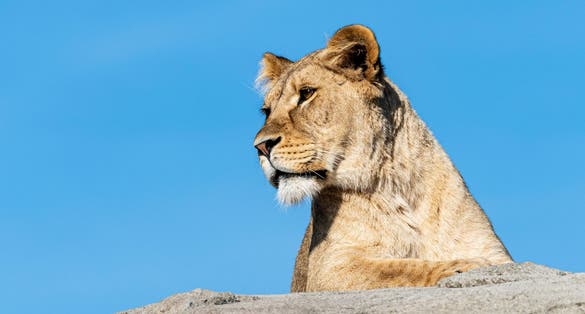 Photo of female lion lying on a rock in Wildlands Emmen Zoo, The Netherlands.