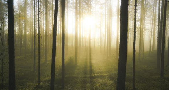 Photo of Tiilikkajärvi National Park, Finland.