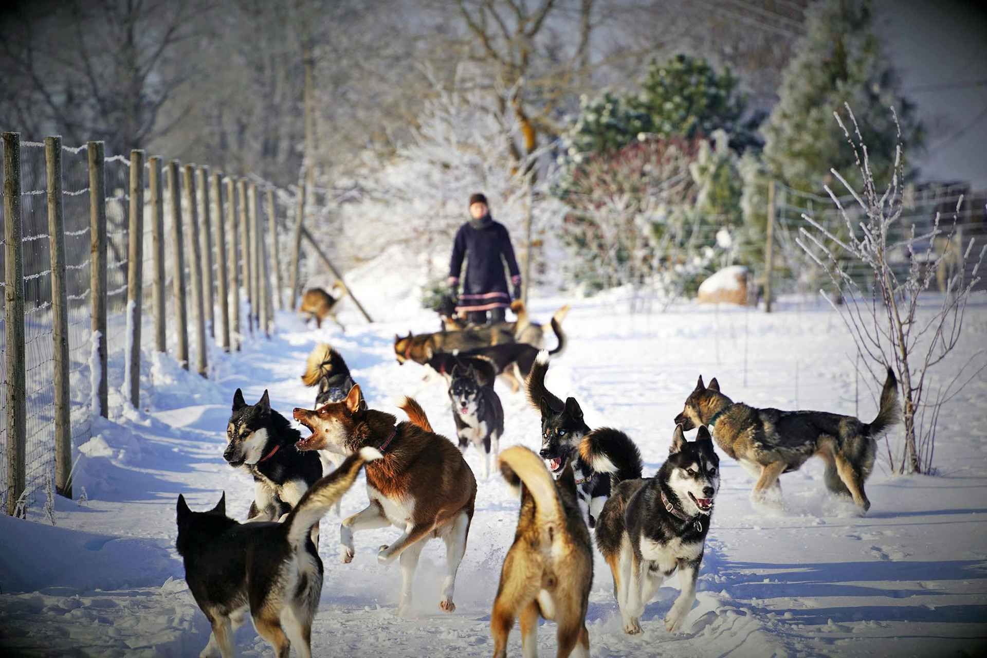SLED DOG KENNEL VISIT TARTU COUNTRY ESTONIA