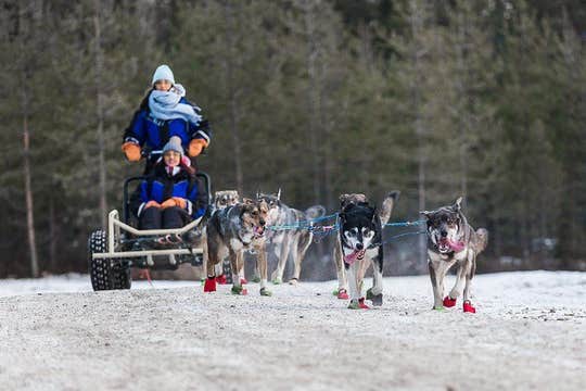 Born to Run morning Self driven Husky tour in November