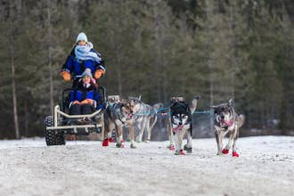 Born to Run morning Self driven Husky tour in November
