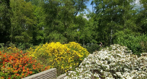 photo of azaleas flowering with yellow, red and white flowers in the Amstelpark in Amsterdam, the Netherlands.