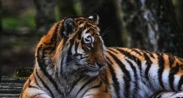 Photo of Siberian Tigers Enjoy a Cool Day at Edinburgh Zoo , Scotiand .