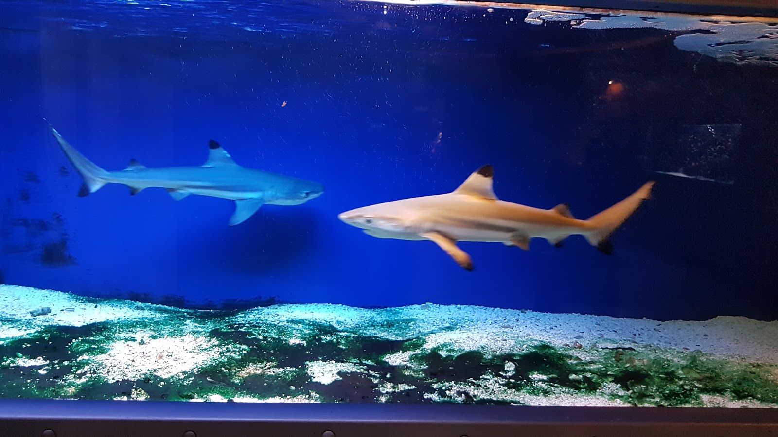 Aquarium "Oceanarium", Kołobrzeg, Colberg County, West Pomeranian Voivodeship, Poland