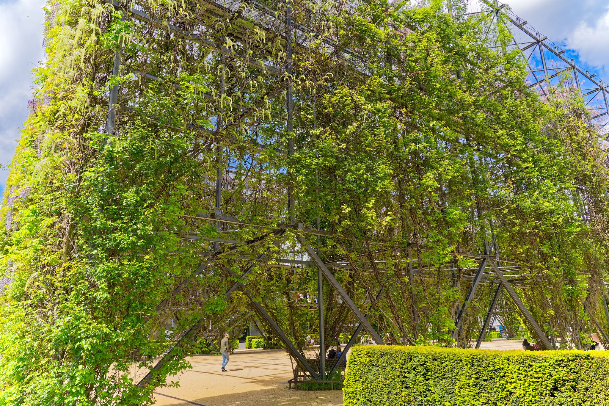 photo of a man at MFO public park with beautiful wisteria plants at metal grid at City of Zürich district Oerlikon on a blue cloudy spring day. Photo taken May 12th, 2023, Zurich, Switzerland.