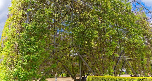 photo of a man at MFO public park with beautiful wisteria plants at metal grid at City of Zürich district Oerlikon on a blue cloudy spring day. Photo taken May 12th, 2023, Zurich, Switzerland.