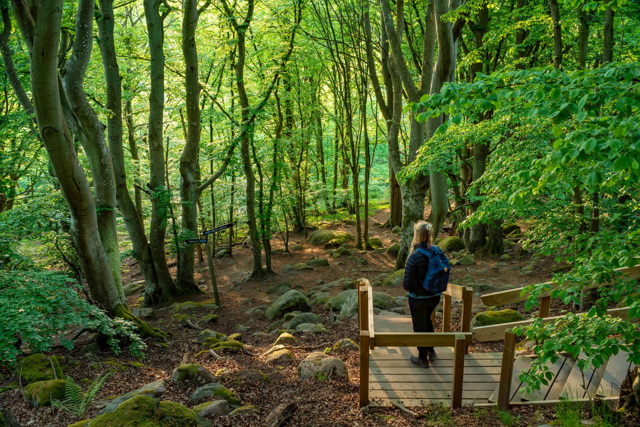 photo of caucasian outdoor active woman on wooden stairs overlooking lush forests in Stenshuvud National Park with High Biodiversity in Sweden.