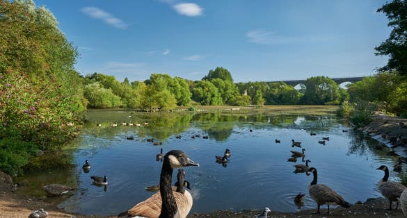 Photo of bird pond in the Reddish vale country park, Manchester, England.