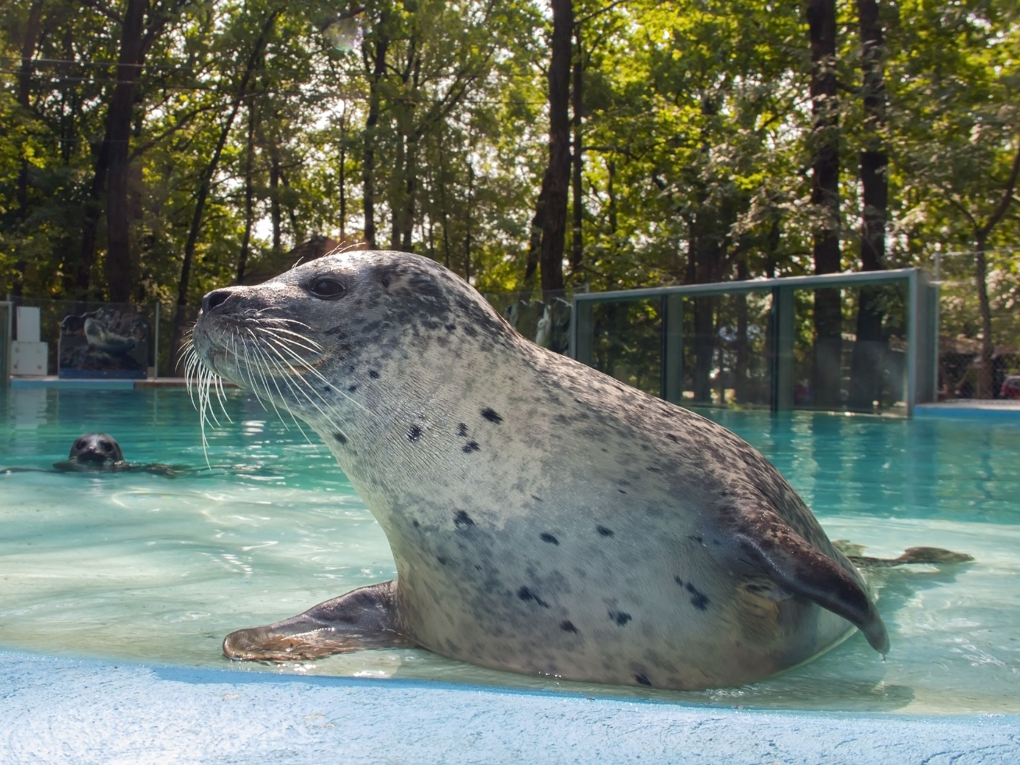 photo of view of Harbor seal (Phoca vitulina) in a zoo, Szeged, Hungary.